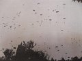 Operation Merkur 1941 (1)